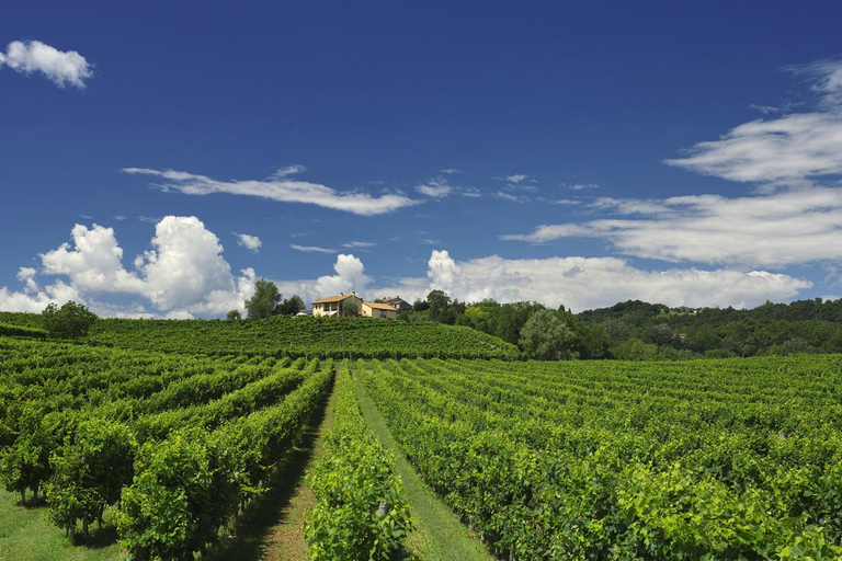 Others 5, Agriturismo Moro Barel, Treviso