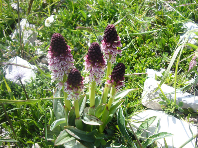 Others 4, Villa delle Rose - Hotel Paradiso, Fermo