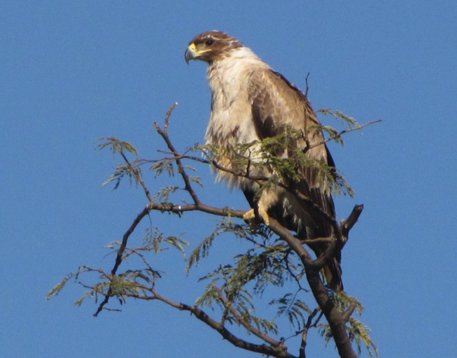 Others 2, Chundu Island, Livingstone