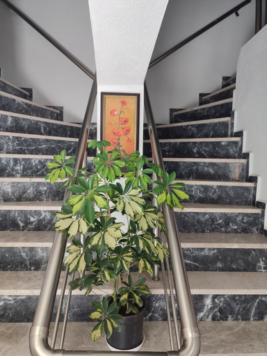 Others 5, Bazyel Apart Otel, Ezine