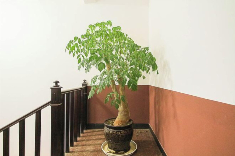 Others 5, Shizong Donglai Inn, Qujing