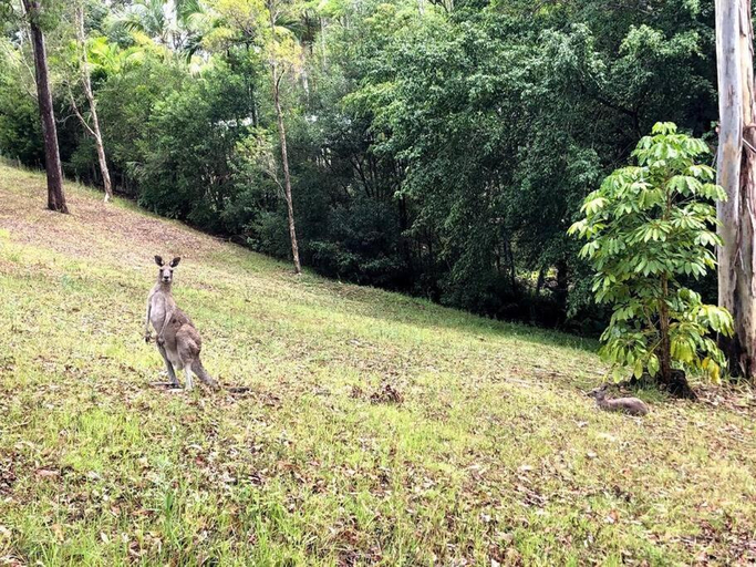 Others 5, Noosa hinterland acreage close to the beach, Maroochy