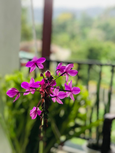 Others 5, Mirador Cottage, Bandarawela