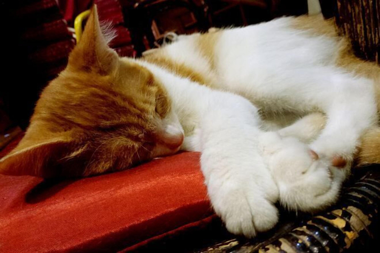 Others 5, Xiyu Hostel · Cat Café, Guilin