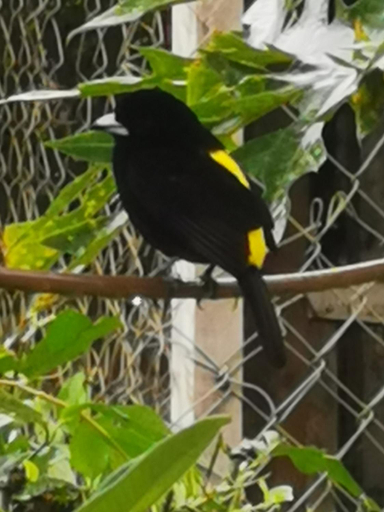 3, El Zumbito, Antón