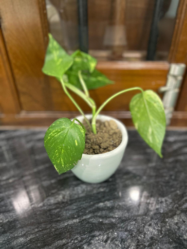 Others 4, Teakwood Suite - Nokha House, Kolkata