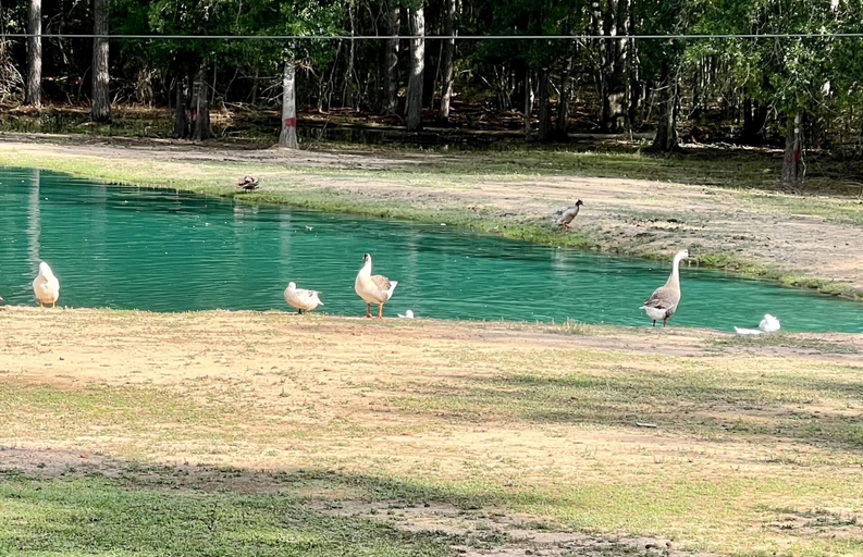 Miscellaneous 2, Stunning 1-bed Glamping Tent in Cleveland, Montgomery