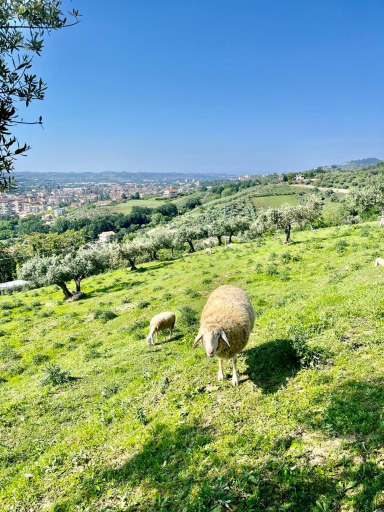 Others 4, Mirabel, Chieti