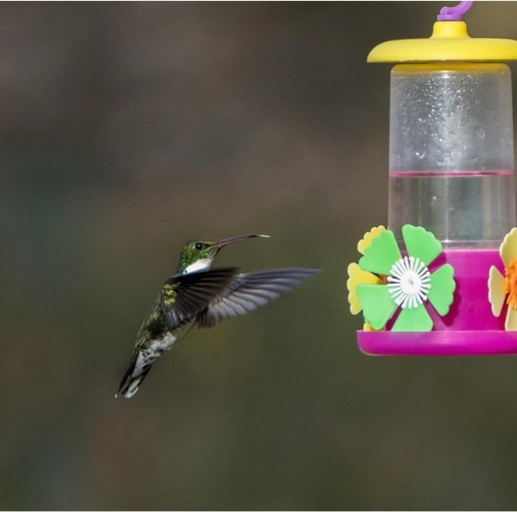 Others 3, El Colibri Cabanas de la Naturaleza, Rawson