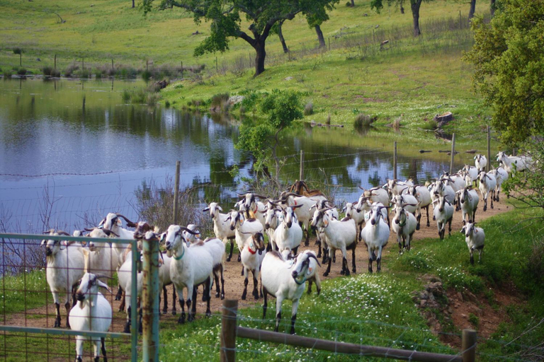 Others 4, Herdade Vale de Cabras, Portel
