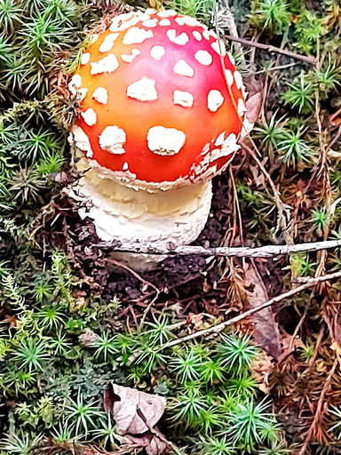 Others 4, La Ponderosa Cumbrecita, Calamuchita