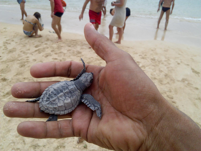 Others 2, Sayuri Beach Hotel, Matara Four Gravets