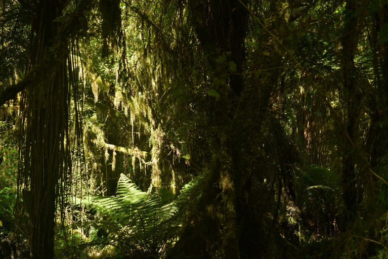 Others 4, Wilderness Backpackers, Westland