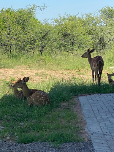 Others 4, 42@ Ditholo Game Lodge, Waterberg