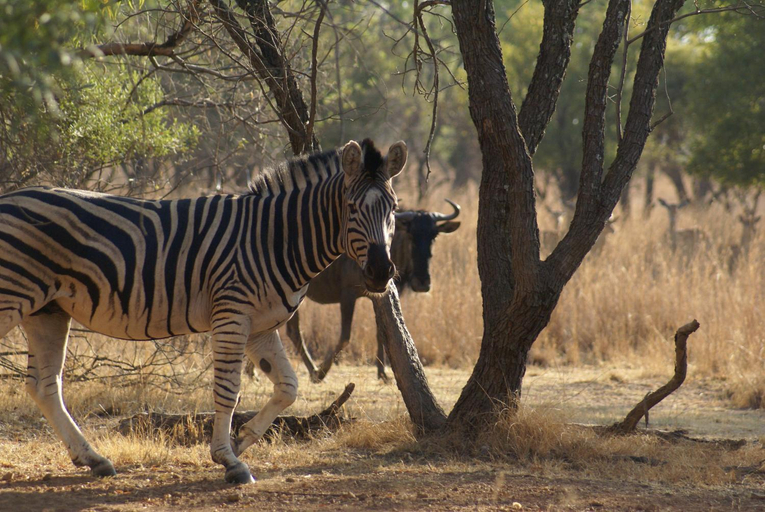 2, Beka Idube Bushveld Retreat, City of Tshwane