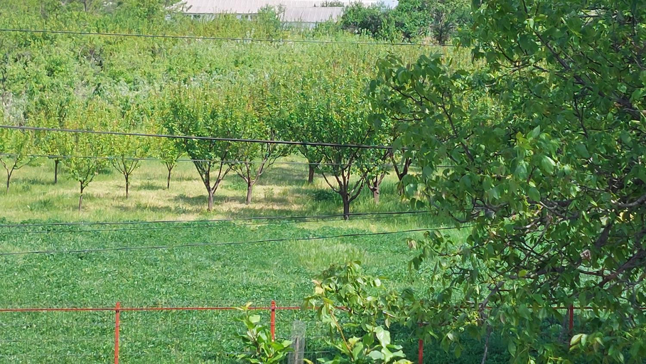 Others 3, Agropensiunea Olteanu, Niculitel