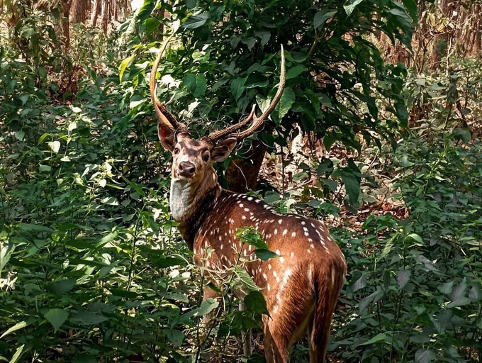 Others 5, King Jungle Walk Safari & Home Stay, Narayani