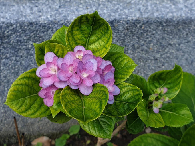 Others 4, Yuemay, Hualien