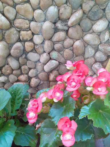Others 3, Pousada Recanto das Flores, Amontada