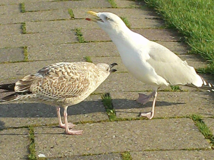 Property amenity, Lutje Carolinensiel Harlesiel, Wittmund