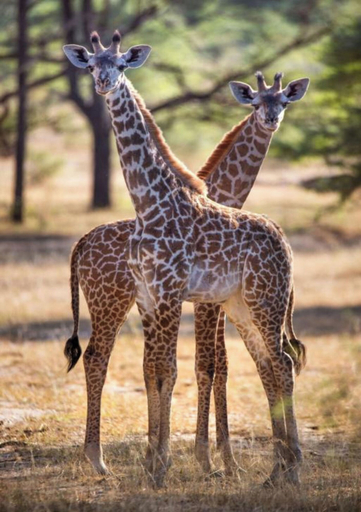 Others 5, Nje Bush Camp, Rufiji