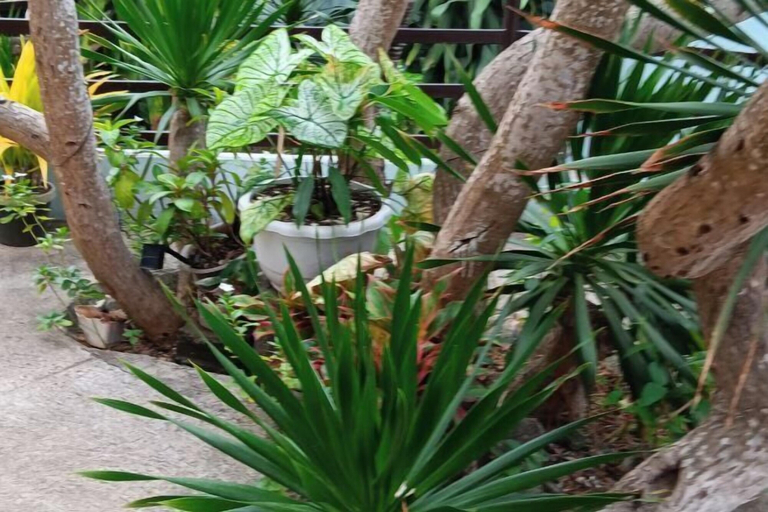 Others 5, Coron Paradise Bed & Breakfast, San Jose