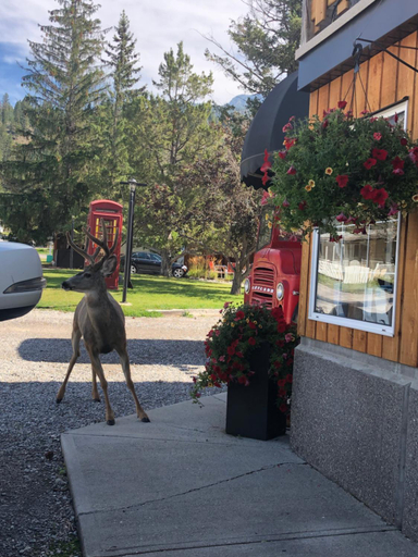 Others 2, Piccadilly Motel, East Kootenay