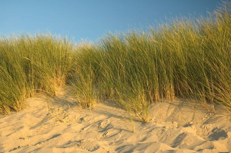 View from property 5, Holiday Home in Zeeland With Sauna, Noord-Beveland