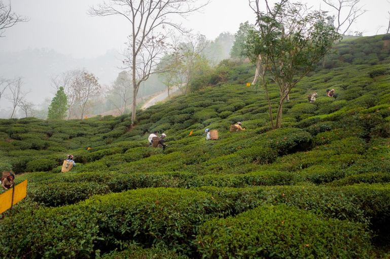 Others 4, amã Stays & Trails Puttabong Cottage, Darjeeling, Darjiling