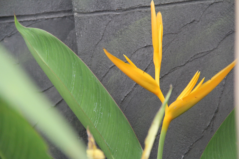 Exterior & Views 2, Popular Boutique Hotel, Siem Reap