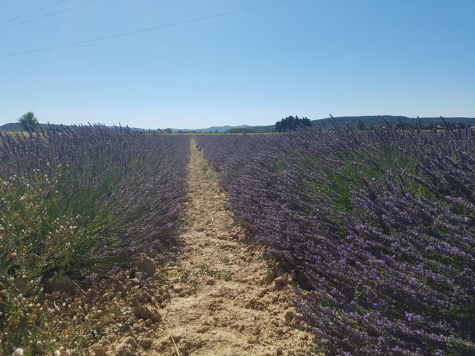 Others 5, Les Buisses en Provence, Vaucluse