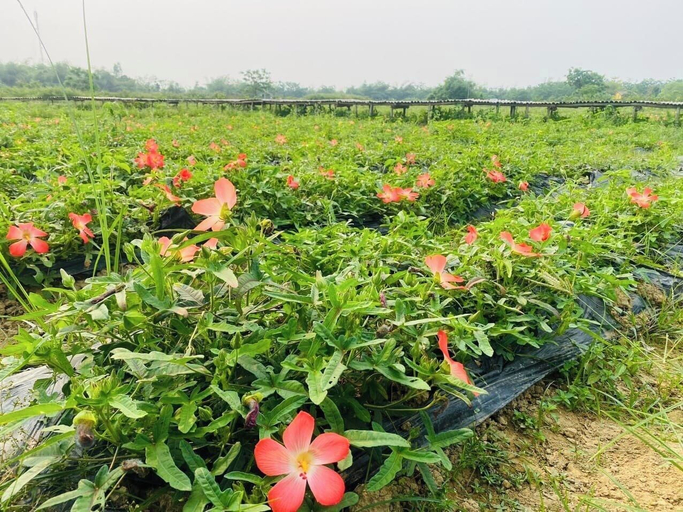 Others 5, Thanh Chiem Village, Da Nang
