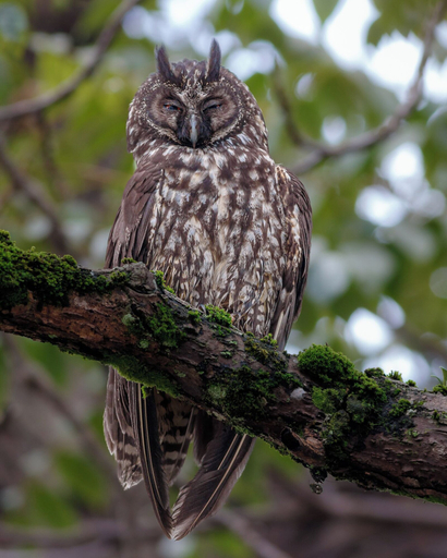 Others 4, Owl's Watch Nature Retreat, Manizales