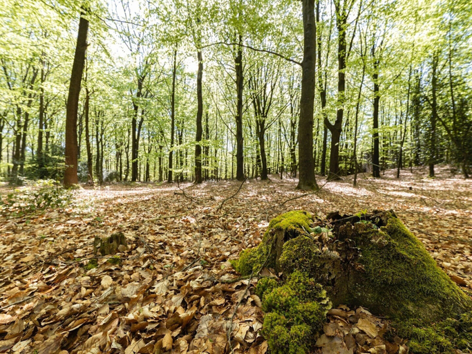 View from property 4, Holiday Home in Drenthe With Sauna, Ooststellingwerf