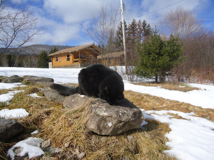 Others 5, Cajun Cedar Log Cottages Ltd, Inverness
