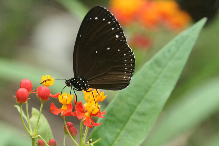 Others 3, Butterfly B&B, Pingtung