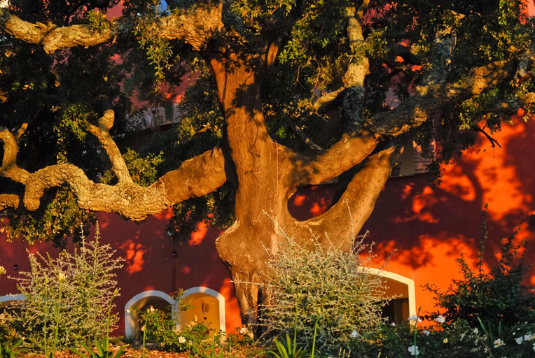 Exterior & Views 2, Giardino dei Sugheri, Grosseto