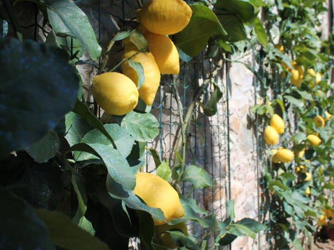 Food & Drinks, Modern Villa With Private Pool and Fenced Garden Near Lucca, Lucca