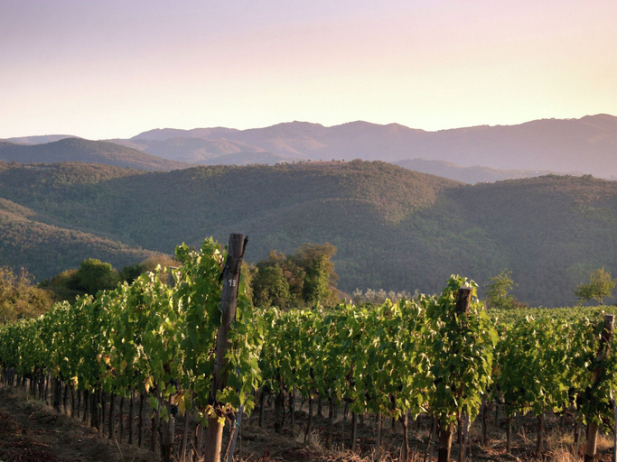 Others 5, Villa in Tuscany with Organic Wine Estate, Arezzo