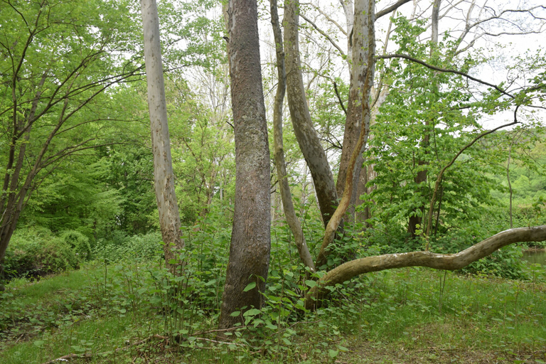 Others 5, Peyper Fields Creekside Camp, Tioga