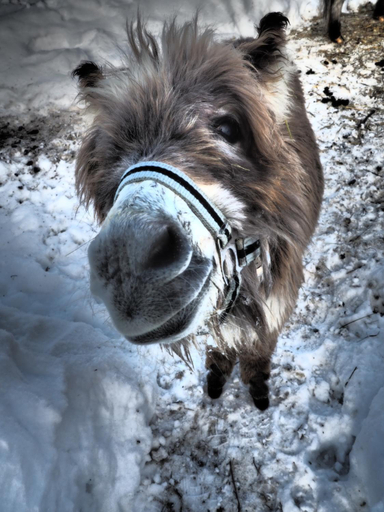 Others 5, Oberstockinghof, Zell am See