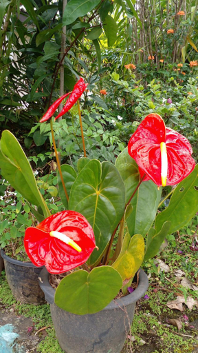 Others 5, Tree Cool Resort, Ella