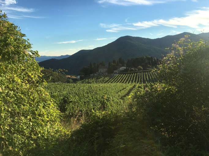 View 5, Azienda agricola Frascole, Florence