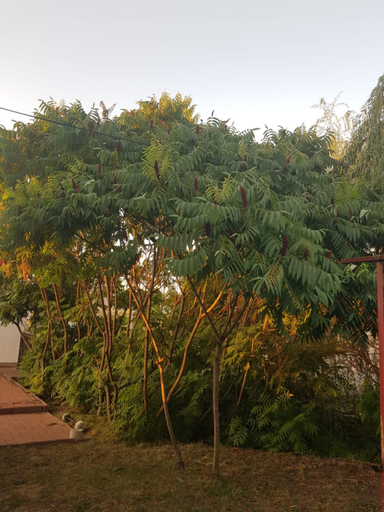 Others 4, Vila Sura Razoare, Albesti