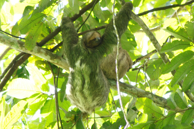 Others 5, Cecropia Ecolodge, San Ramón
