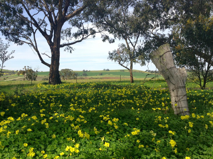 Others 4, Clare Valley Cabins, Clare and Gilbert Valleys