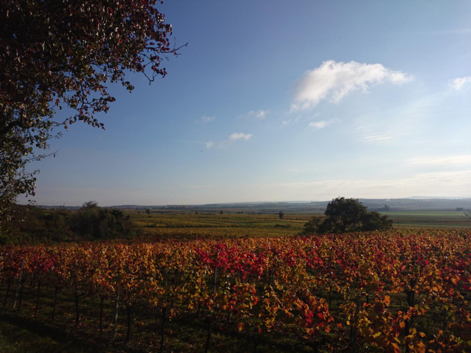 Others, Weingut Wagner, Hollabrunn