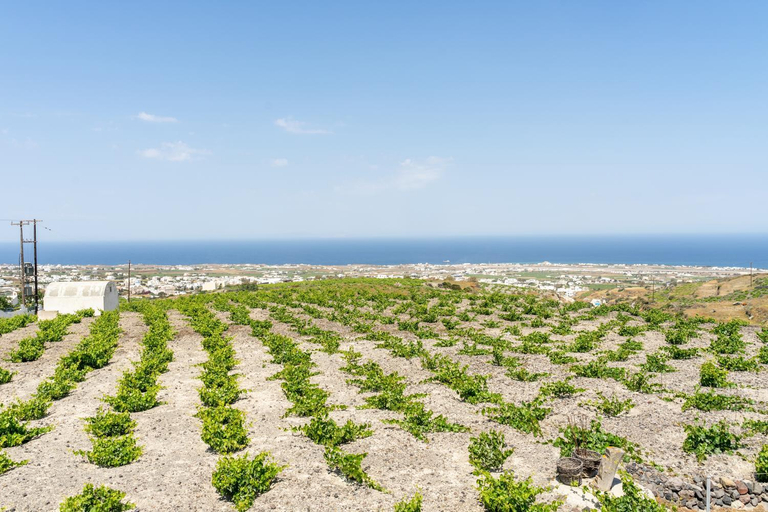 Others 5, Ampelos Executive Houses, South Aegean