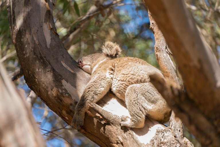 Others 2, Ecopia Retreat Wildlife Sanctuary, Kangaroo Island