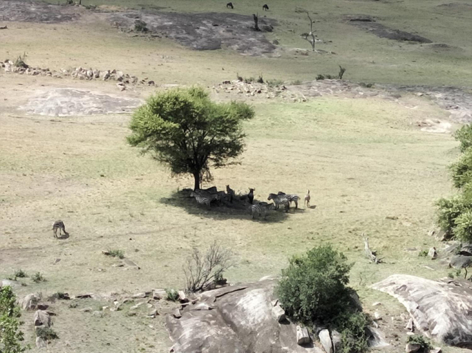 Others 5, Lobo Wildlife Lodge, Serengeti